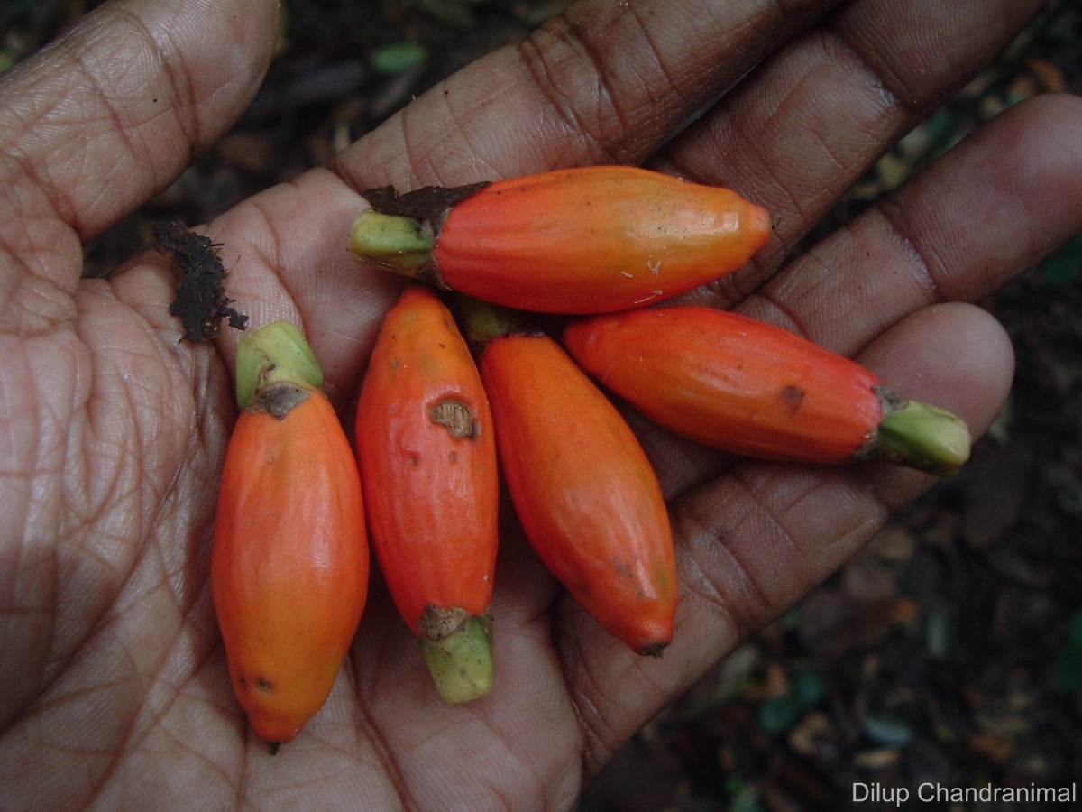 Areca concinna Thwaites